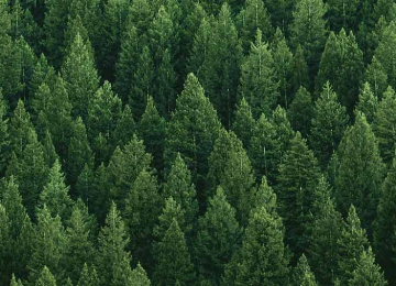 Arbres verts et plantes dans une forêt dense